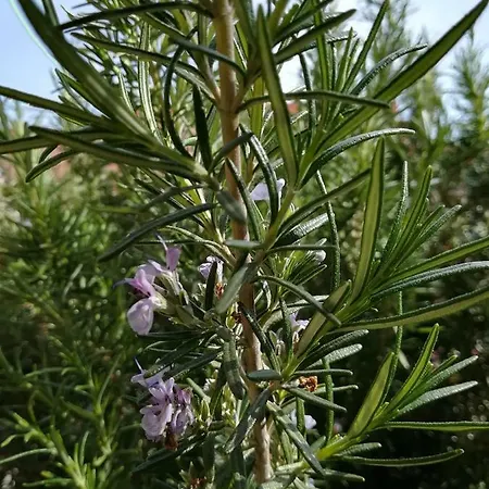 Hotel Dalia Nessebar