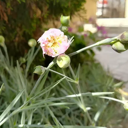 Dalia Nesebar