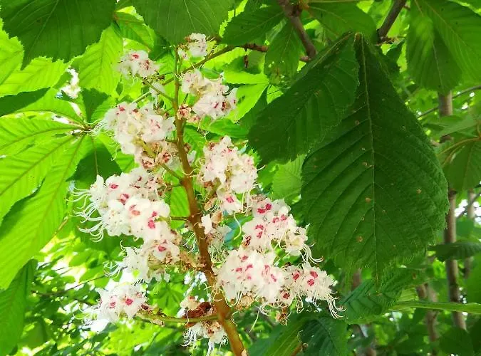 Hotel Dalia Nessebar