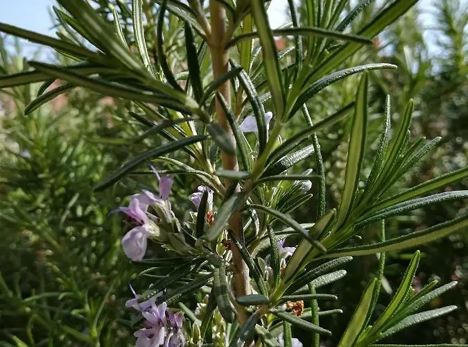 Hotel Dalia Nessebar