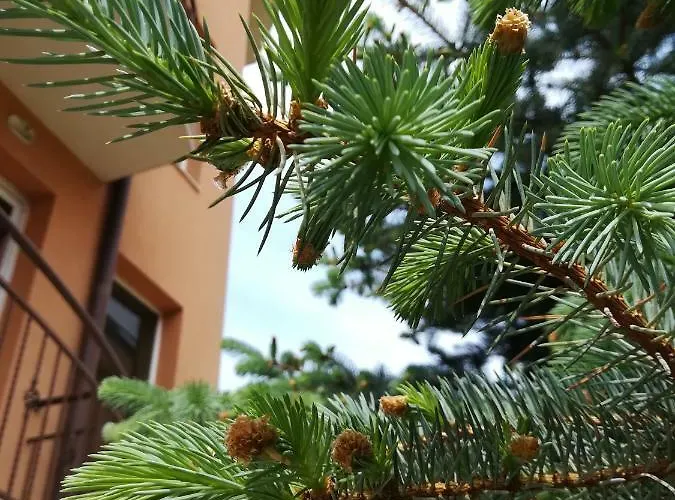 Hotel Dalia Nessebar